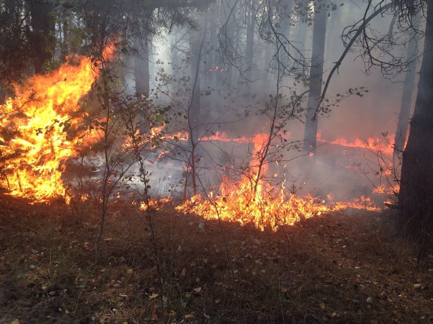 Два пожара на Херсонщине уничтожили почти 5 гектаров леса