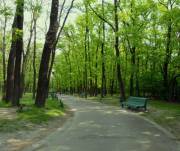 На обновление парков и скверов Киев потратит 20 миллионов гривен