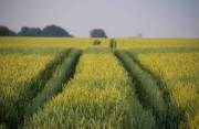 Как можно будет купить землю в Украине: опубликован проект закона об обороте земель сельхозназначения