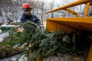 В Киеве больше не будут продавать елки на базарах и у метро