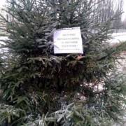 В Киеве обработали елки спецсредствами и напомнили о штрафах